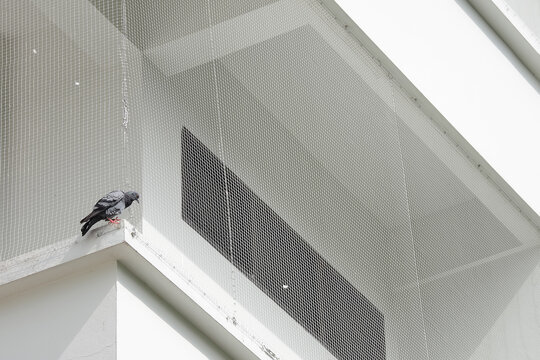 Close-up pigeon resting on the balcony With a net to prevent birds from living in the balcony of the building , Ideal for use in the design fairly