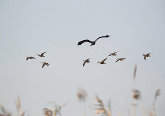 Eurasian Marsh harrier chasing a flock of common teal at Asker Marsh, Bahrain