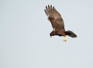 Fototapeta premium Eurasian Marsh harrier in flight at Asker Marsh, Bahrain