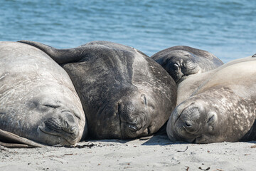 Resting Elephant Seals, Falkland Islands