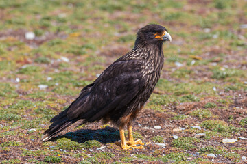 Caracara, Falkland Islands