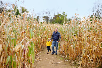 Naklejka na ściany i meble Family walking among the dried corn stalks in a corn maze. Little boy and his father having fun on pumpkin fair at autumn.