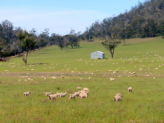Obraz premium many sheep on the grassland