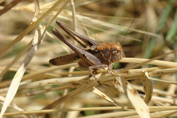 Grey Bush-cricket (Platycleis albopunctata)