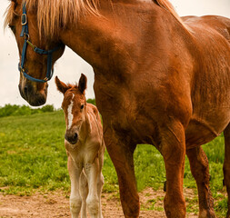 Horse and her colt in field, New York State