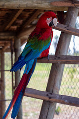 close up of a red macaw