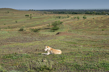 A white dog sitting alone relaxing on a hill at Dhavalgad fort.