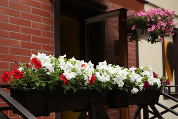 Beautiful petunia flowers in plant pots outdoors