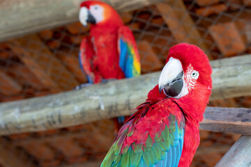close up of a red ara