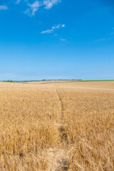 Ripening Wheatfield with a footpath running through the middle.