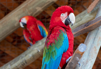 close-up of a red macaw