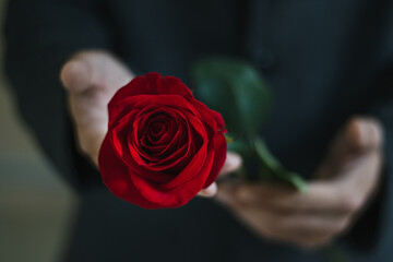 Beautiful red rose in hand close-up. Love and Valentine's Day concept