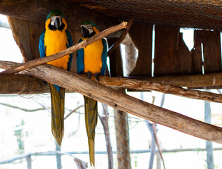 a couple of yellow macaws