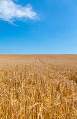 Ripe cornfield ready to harvest with a footpath running through it.