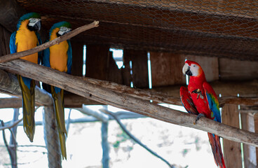 yellow and red macaw