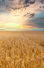 Sunset over a Wheat field with a footpath running through the middle.