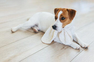 Adorable puppy Jack Russell Terrier in white knitted scarf,  lying  on a wooden floor at home.