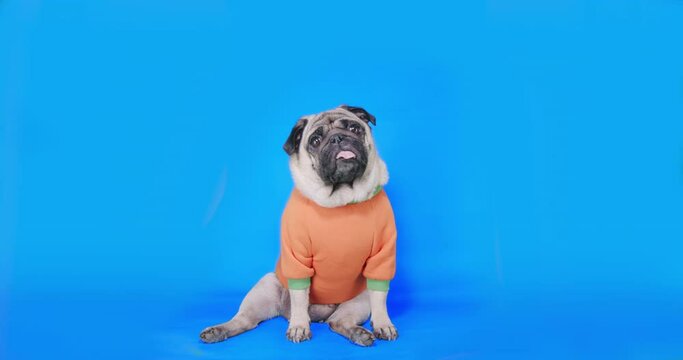 Funny cute pug dog dressed in orange pumpkin sweatshirt, costume. Funny tilting head. Halloween concept. Blue screen. Funny animal. 