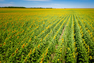 Rows of young sunflower plant in the field.