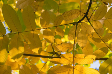 Yellow autumn leaves of manchurian walnut