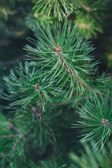 Fluffy pine tree branch. Christmas background, wallpaper.