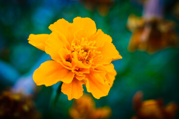 yellow flower marigold in the sun on green background