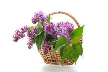 bouquet of beautiful blooming lilacs in a basket