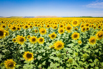 Fototapeta premium Sunflowers in a sunflower field. Natural background