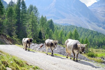 Kühe auf dem Weg zum Stall
