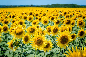 Fototapeta premium Sunflowers in a sunflower field. Natural background