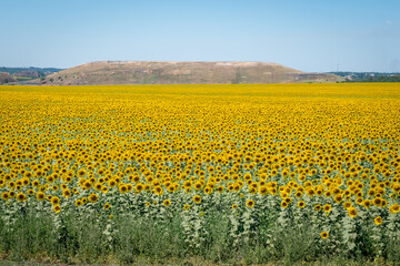 Fototapeta premium Sunflowers field on a sunny day. Rostov region, Russia