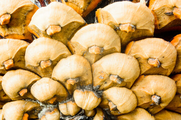 macro shot of a pine cone