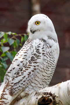 portrait of a white owl 