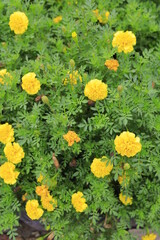 yellow flowers in the pond