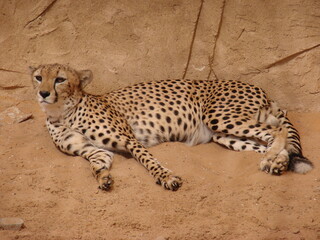wild animals at the Dubai zoo