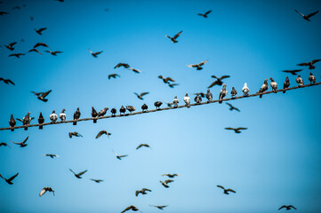 Many pigeons in the sky on wires