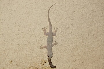 lizard