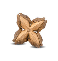 Inca star bean isolated on white background top view