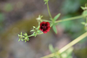 Dark Crimson Cinquefoil