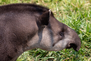 south american tapir