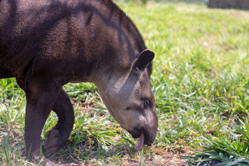 Fototapeta premium tapir eating grass