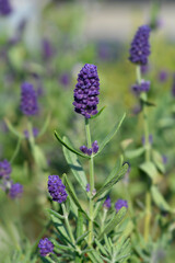 Common lavender