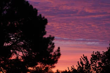 Selbstklebende Fototapeten Hochrot Morning red light on the cedar forest. Incredible sunrise over the dark silhouette of a forest cedar tree. Red sunlight and forest landscape on autumn. High quality photo  © Elena