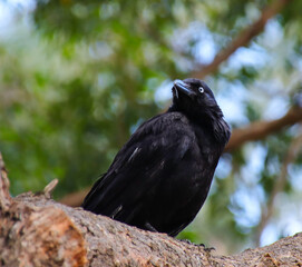 Fototapeta premium Black crow sitting on a tree in a Sydney Suburban back yard