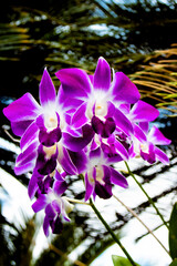 purple orchid flower