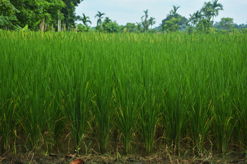 Close up of small paddy, rice plants growing with green long leaves, selective focusing