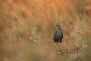 Grey-headed Swamphen at Asker marsh, Bahrain