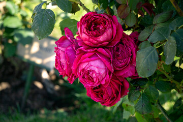 Beautiful branch of blossoming burgundy rose flowers in the garden.