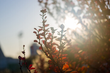 Purple Leaves On Bush Of Thunberg's Barberry, Berberis Thunbergii, The Japanese Barberry, Or Red Barberry illuminated by soft evening sunlight, autumn background