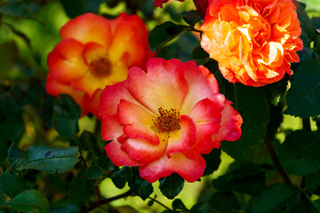 Naklejka premium A beautiful branch of blossoming unusual red-yellow rose flowers in the garden.